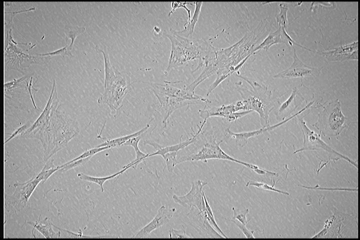 stem-cells-research.jpg